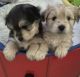 Havanese Puppies for sale in Myrtle Beach, SC, USA. price: $1,300