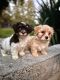 Havanese Puppies for sale in Oregon City, OR 97045, USA. price: $1,250