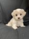 Havanese Puppies for sale in Coeur d'Alene, ID, USA. price: $2,000