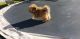 Havanese Puppies for sale in Meridian, ID, USA. price: $1,995