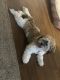 Havanese Puppies for sale in Walden, NY 12586, USA. price: $1,700