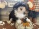 Havanese Puppies for sale in Orlando, FL, USA. price: $1,650