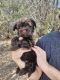 Havanese Puppies for sale in Fort Worth, TX, USA. price: $1,500