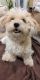 Havanese Puppies for sale in Vancouver, WA, USA. price: $2,000