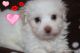 Havanese Puppies for sale in Charlotte, NC, USA. price: NA