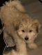Havanese Puppies for sale in Myrtle Beach, SC, USA. price: $1,100