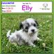 Havanese Puppies for sale in Albion, IN 46701, USA. price: $500