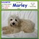 Havanese Puppies for sale in Albion, IN 46701, USA. price: $250