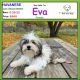 Havanese Puppies for sale in Albion, IN 46701, USA. price: $500