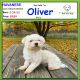 Havanese Puppies for sale in Albion, IN 46701, USA. price: $250
