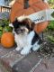 Havanese Puppies for sale in Running Springs, CA, USA. price: $1,500
