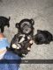 Havanese Puppies for sale in Wichita, KS, USA. price: $200