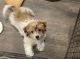 Havanese Puppies for sale in Nassau County, NY, USA. price: $1,800