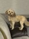 Havanese Puppies for sale in St Charles, MO, USA. price: $200