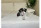 Havanese Puppies for sale in Lakeway, TX, USA. price: $1,200