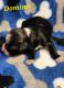Havanese Puppies for sale in Trinity, AL, USA. price: $2,000