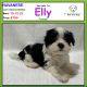 Havanese Puppies for sale in Albion, IN 46701, USA. price: $750