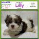 Havanese Puppies for sale in Albion, IN 46701, USA. price: $750