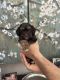 Havanese Puppies for sale in Evans, GA, USA. price: $1,800