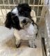 Havanese Puppies for sale in Fort Jennings, OH 45844, USA. price: $500
