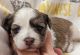 Havanese Puppies for sale in Spokane, WA, USA. price: $2,400