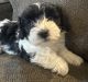 Havanese Puppies for sale in CROOKED RIVER, OR 97760, USA. price: $1,500