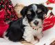 Havanese Puppies for sale in Spokane, WA, USA. price: $2,500