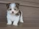 Havanese Puppies for sale in New York, New York. price: $500