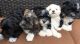 Havanese Puppies for sale in Cleveland, Ohio. price: $400