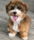 Havanese Puppies for sale in Montgomery, Alabama. price: $500