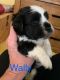 Havanese Puppies for sale in Pittsburg, IL 62974, USA. price: $1,250