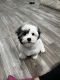 Havanese Puppies for sale in Indianapolis, Indiana. price: $1,600