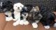 Havanese Puppies for sale in Detroit, Michigan. price: $400
