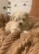 Havanese Puppies for sale in Kingwood, Texas. price: $3,000
