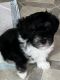 Havanese Puppies for sale in Clementon, NJ 08021, USA. price: $1,350