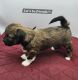 Havanese Puppies for sale in Albion, Pennsylvania. price: $2,000
