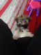 Havanese Puppies for sale in Pembroke Pines, Florida. price: $1,500