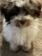 Havanese Puppies for sale in Albany, Louisiana. price: $2,800