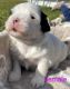 Havanese Puppies for sale in Gasport, New York. price: $900
