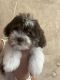 Havanese Puppies for sale in Port Charlotte, Florida. price: $1,250