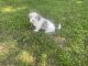 Havanese Puppies for sale in Flower Mound, TX 75077, USA. price: $1,850