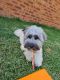 Havanese Puppies for sale in Singleton, New South Wales. price: $2,000