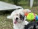 Havanese Puppies for sale in South Houston, Texas. price: $1,800