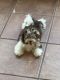 Havanese Puppies for sale in Port Charlotte, Florida. price: $1,250