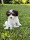 Havanese Puppies for sale in Cape Coral, Florida. price: NA