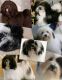 Havanese Puppies for sale in Graham, WA 98338, USA. price: NA
