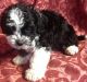 Havanese Puppies for sale in Alabama, USA. price: NA