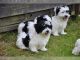 Havanese Puppies for sale in Hollywood, FL, USA. price: NA