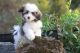Havanese Puppies for sale in Billings, MT, USA. price: NA