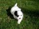Havanese Puppies for sale in Tampa, FL, USA. price: NA